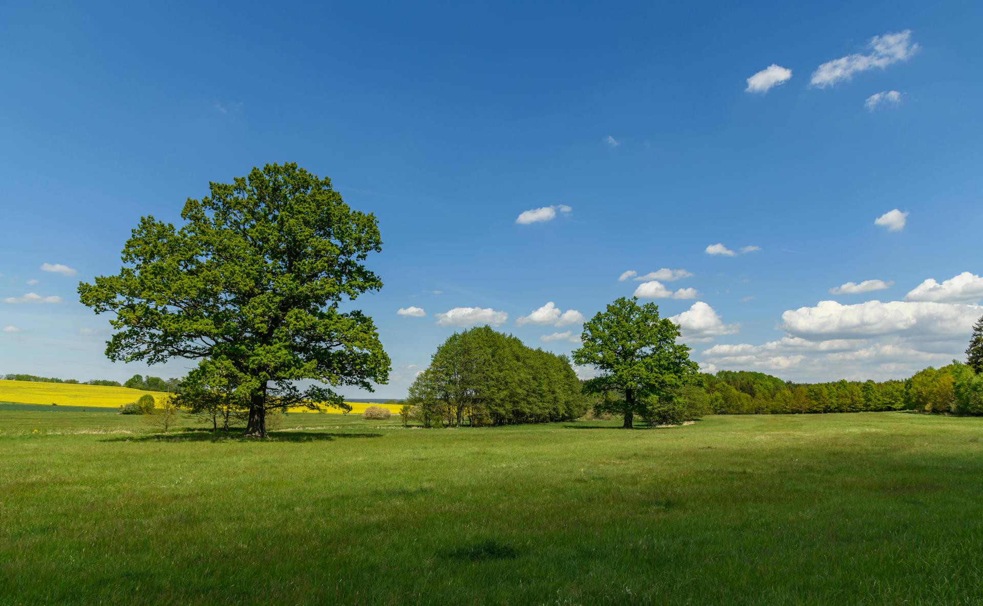 Peaceful rural scene featuring lush green fields and oak trees under a blue sky.