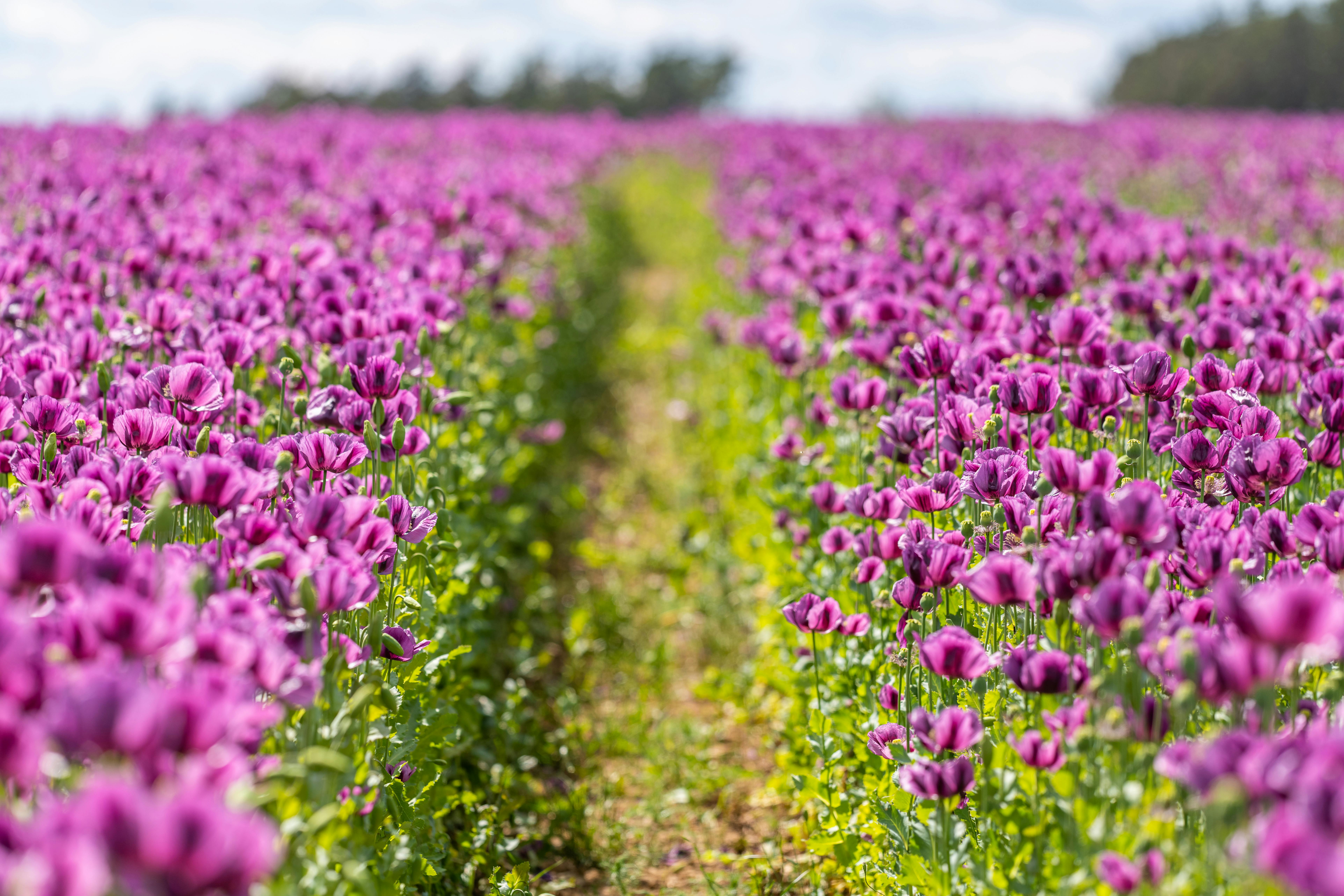 Beautiful summer field filled with vibrant purple poppy flowers under a sunny sky, perfect for rural and floral themes.