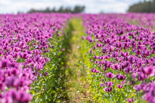 Free Poppy Flower Field Stock Photo
