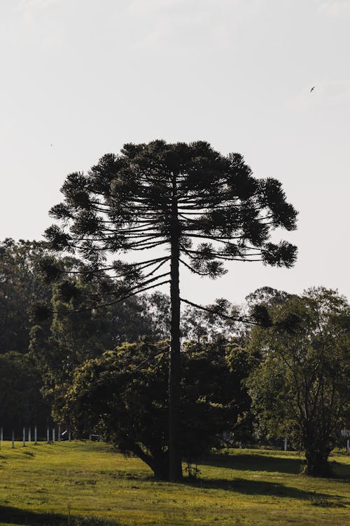 Free stock photo of danger, extinction, tree