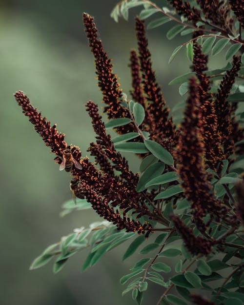 Základová fotografie zdarma na téma detail, květinová fotografie, květiny