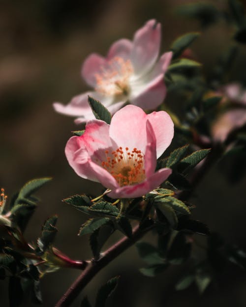 Close-Up Shot of Pink Dog Roses in Bloom