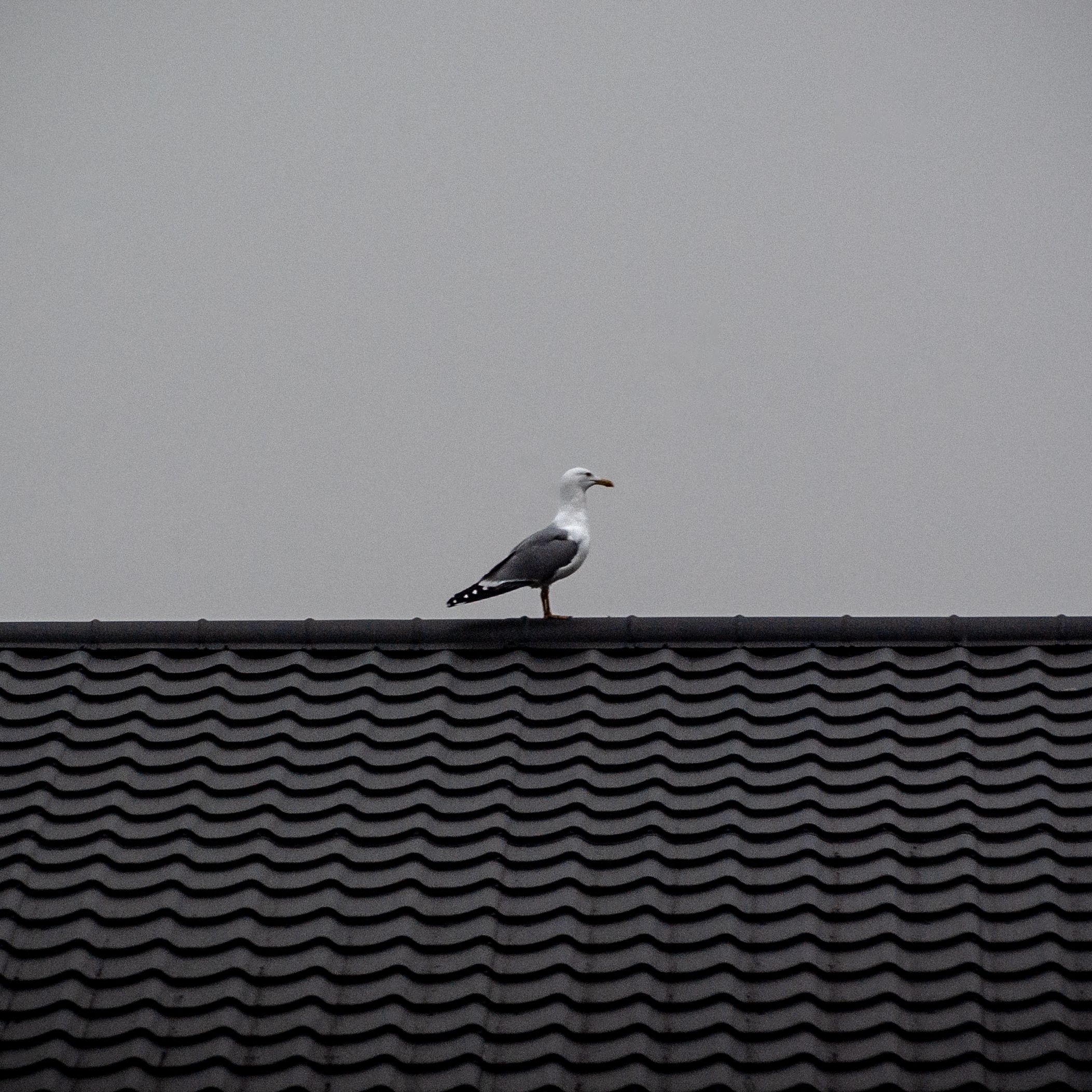 White and Black Bird on the Roof