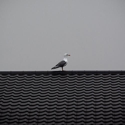 Darmowe zdjęcie z galerii z dach, format kwadratowy, fotografia ptaków