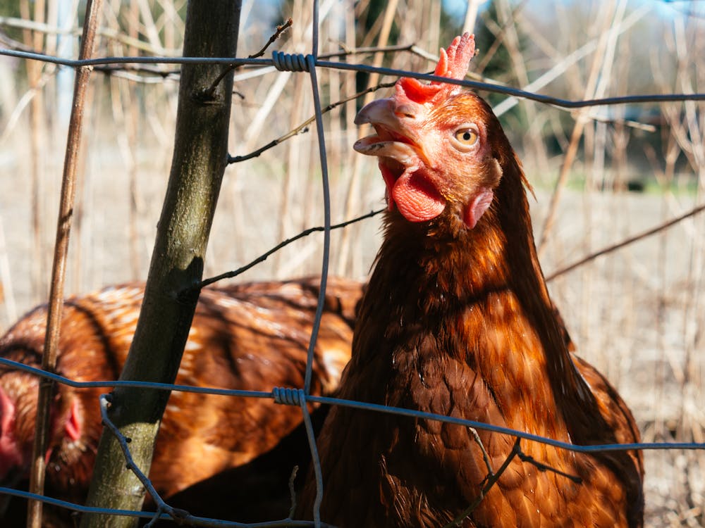 Kostenloses Stock Foto zu bauernhof, geflügel, hähnchen