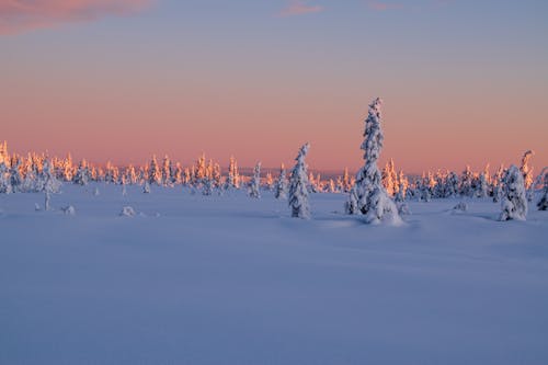 Photos gratuites de arbres, clairière, couvert de neige