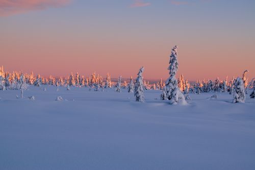 Free A peaceful winter scene of snow-covered trees at sunset, showcasing the beauty of a frozen landscape. Stock Photo