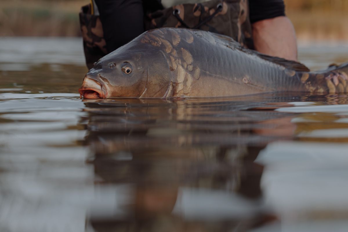An angler holding a freshly caught freshwater fish just above the calm lake surface