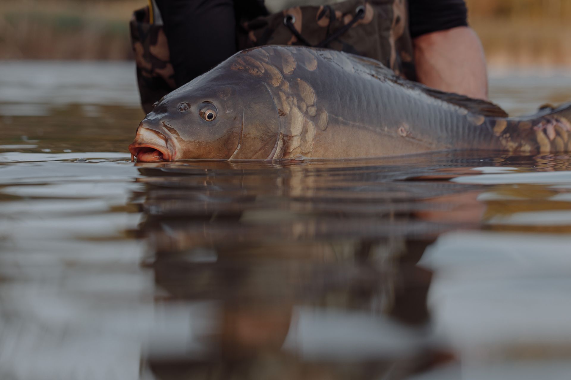 A Person Holding a Fish