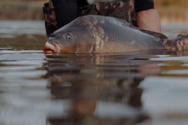 Jason Klassen — Walleye