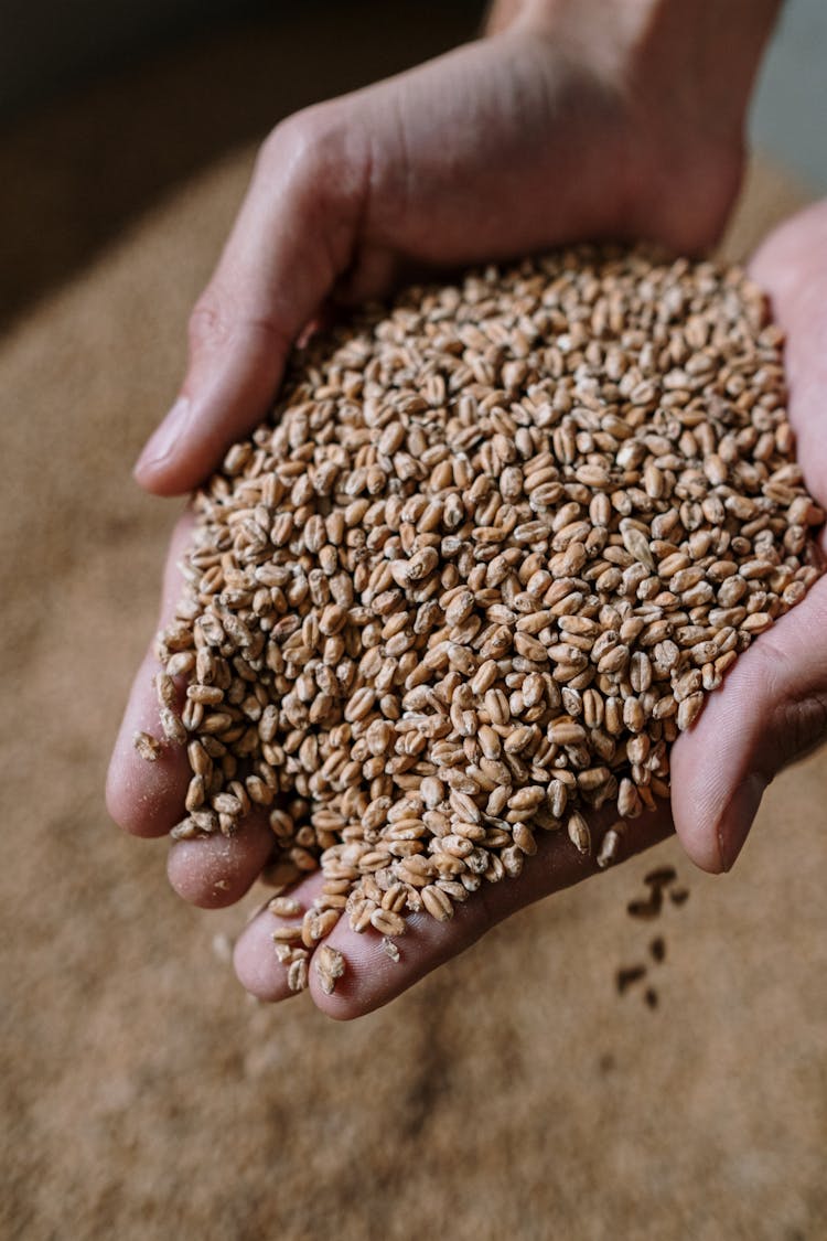 A Person Holding Dried Grains