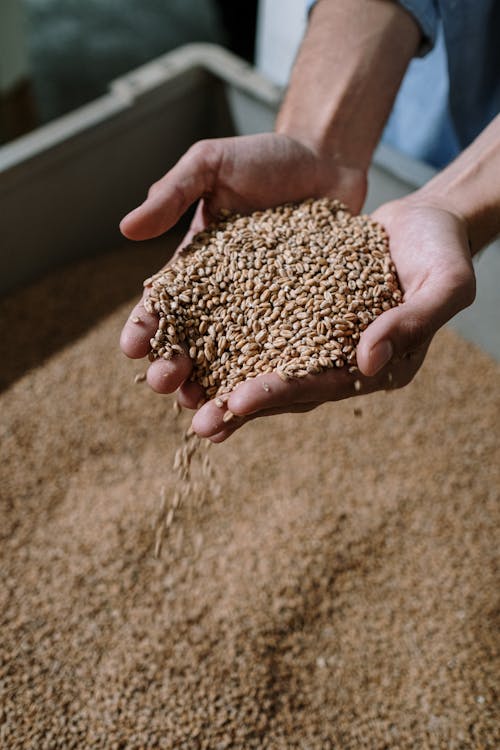 Free Person Holding Dried Grains Stock Photo
