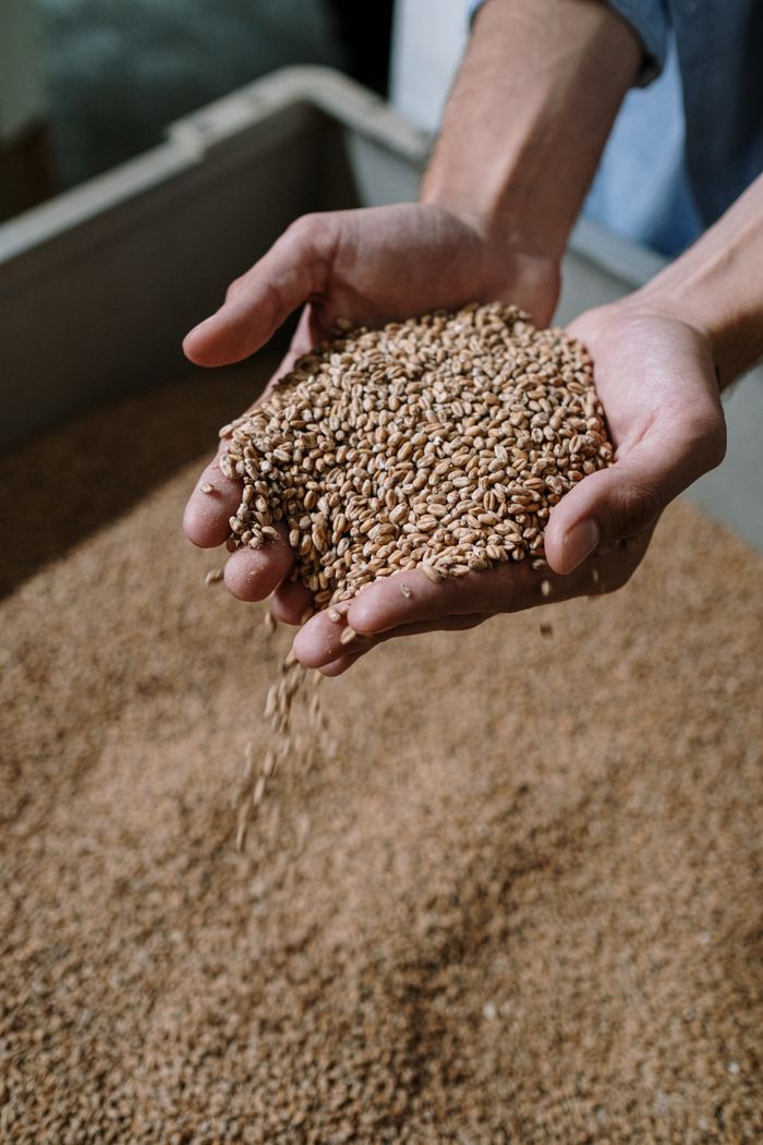 Hands holding a measure of dried feed grain — cottonbro studio on Pexels