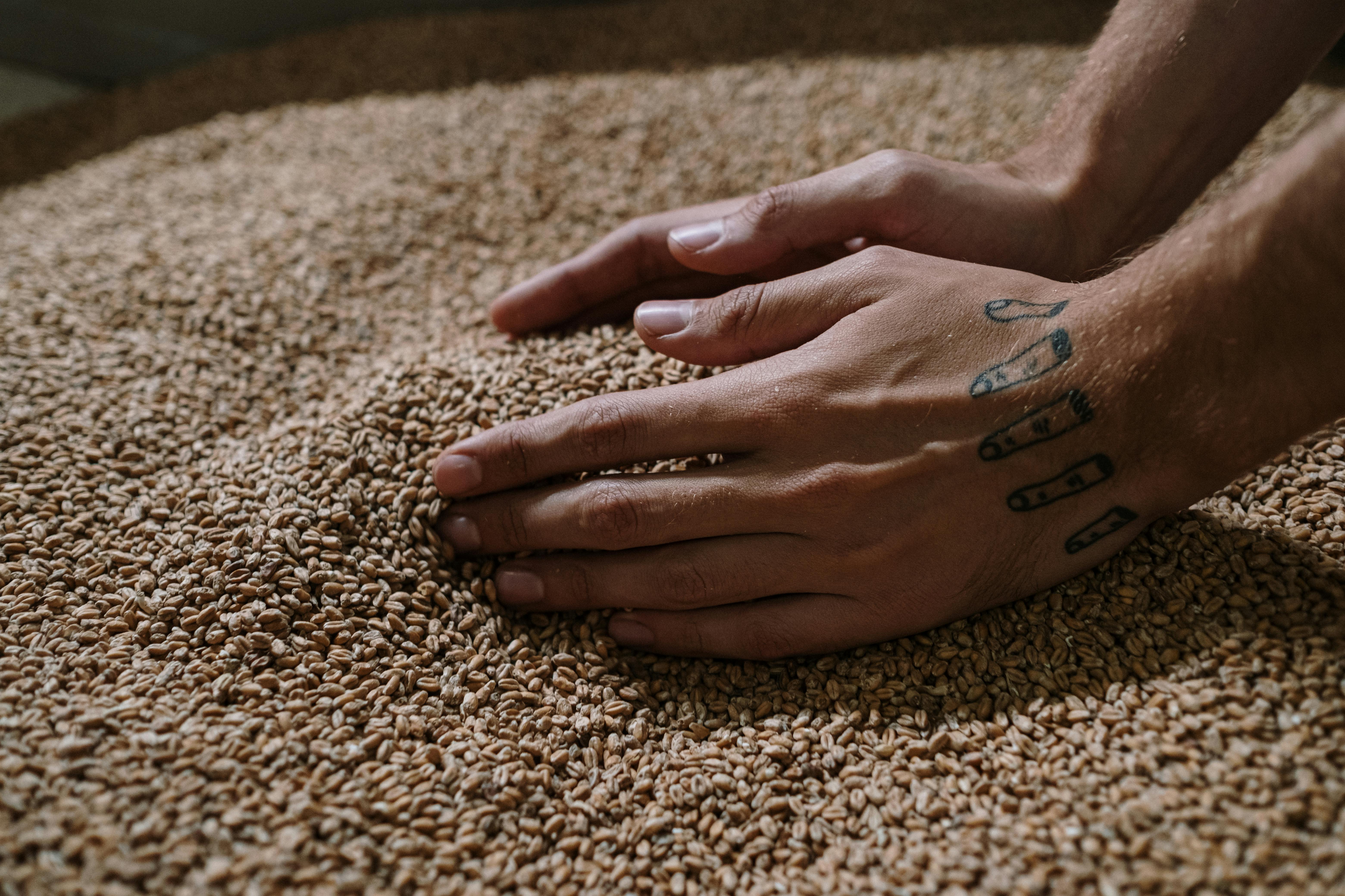 The Glory of Grains: A Timeless Superfood - Photo by cottonbro studio