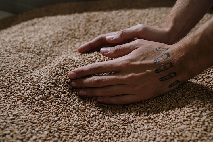 A Person Holding Dried Grains