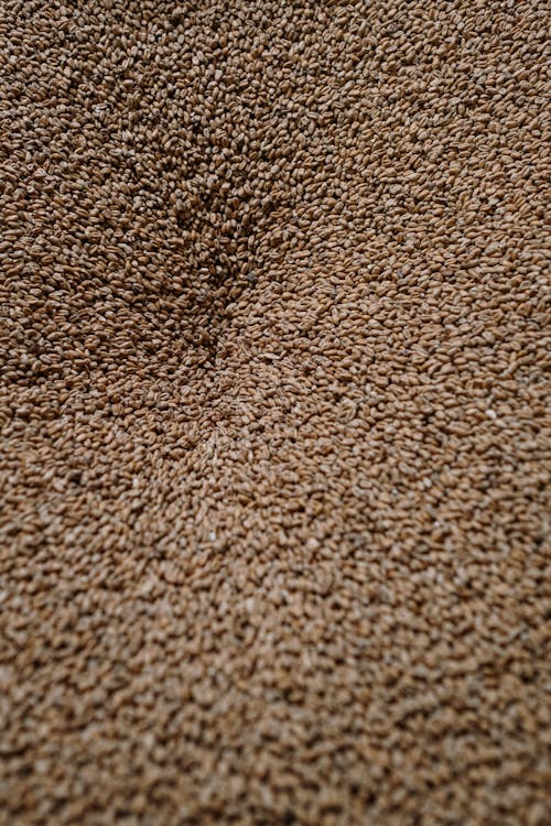 Free Brown Dried Grains in Close Up Photography Stock Photo