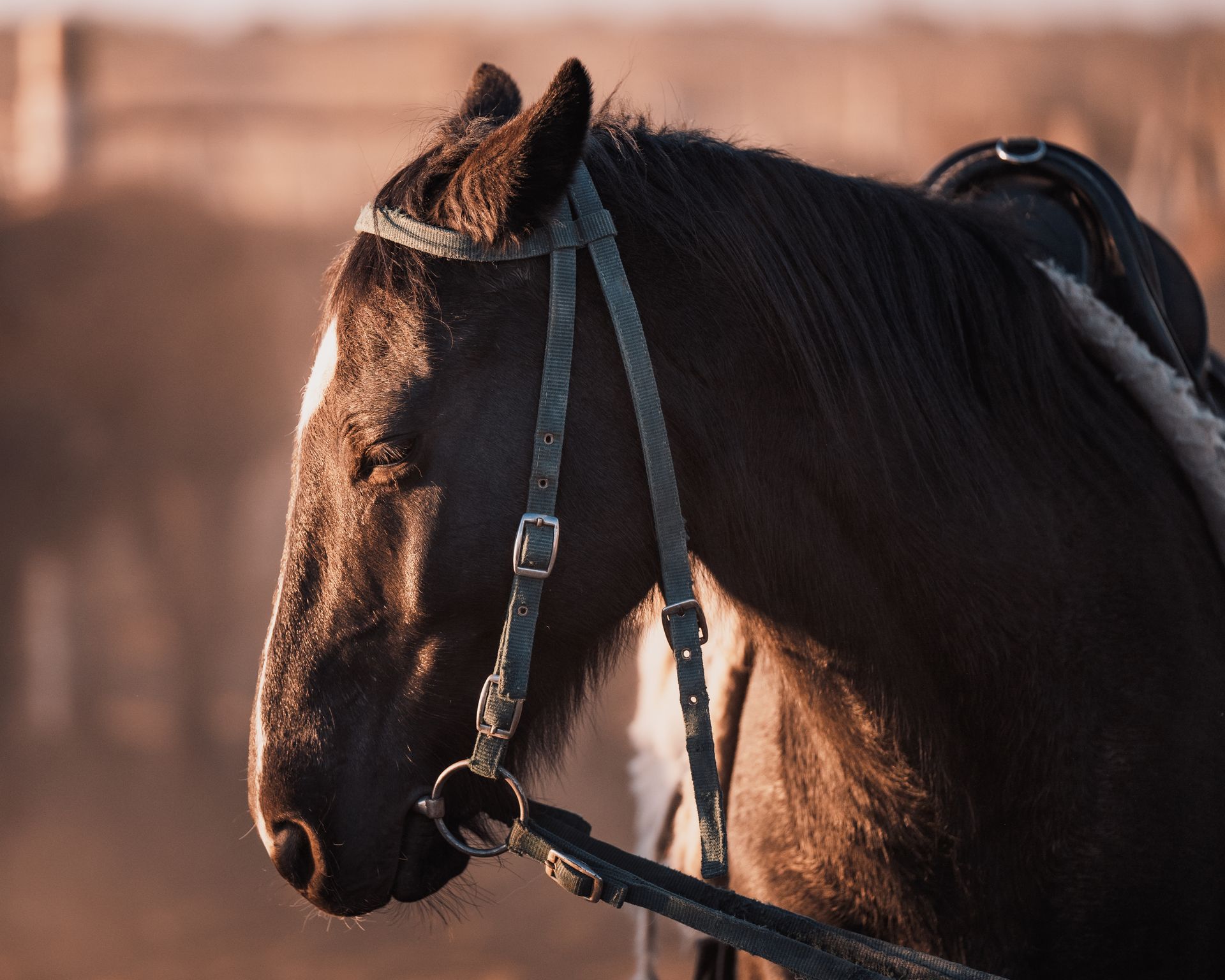 Black Horse With Black Leather Strap