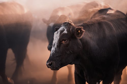 Free A Black Cow in Close Up Photography Stock Photo