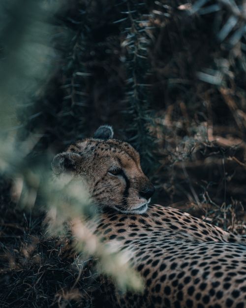 Free A peaceful cheetah, Acinonyx jubatus, rests amidst the wild foliage in Tanzania's natural habitat. Stock Photo