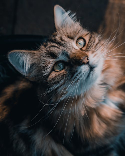 Foto profissional grátis de animal, animal de estimação, bigodes de gato