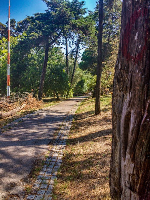 나무, 다채로운, 자갈길의 무료 스톡 사진