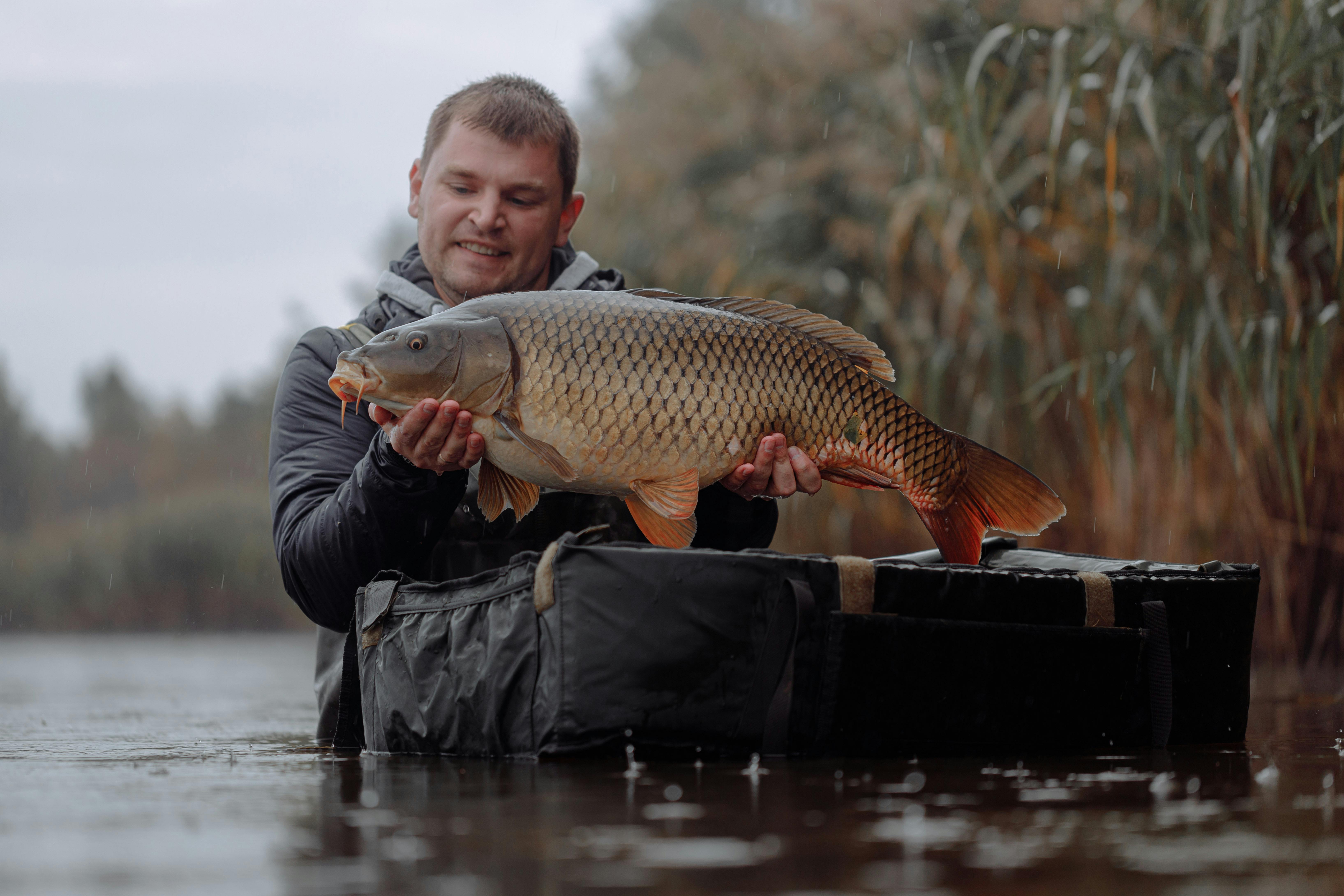 Carp Fishing Stock Photos, Images and Backgrounds for Free Download