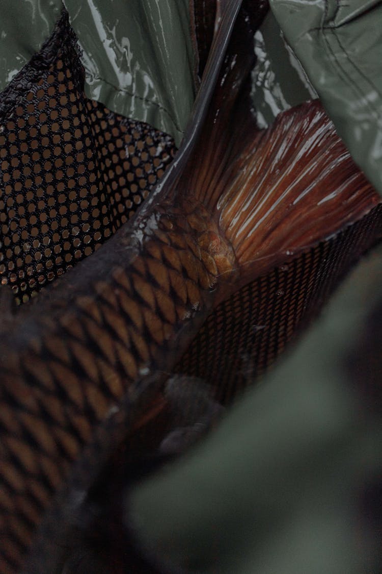 Close-Up Shot Of Fish Tail