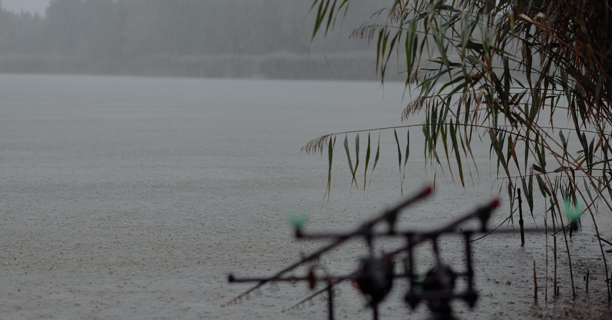 Tranquil lake view with fishing rods, reeds, and gentle rainfall creating a serene natural setting.