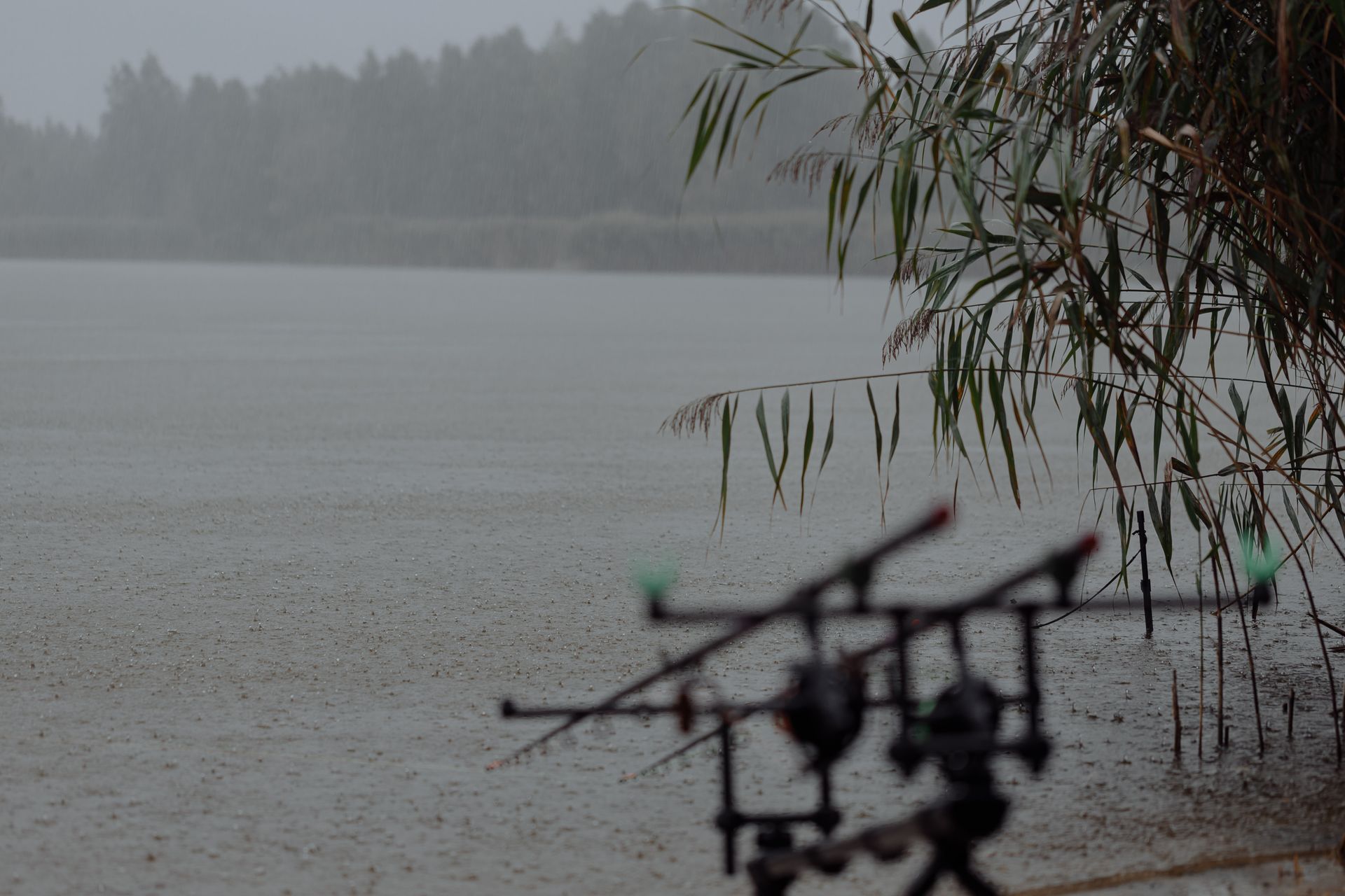Tranquil lake view with fishing rods, reeds, and gentle rainfall creating a serene natural setting.