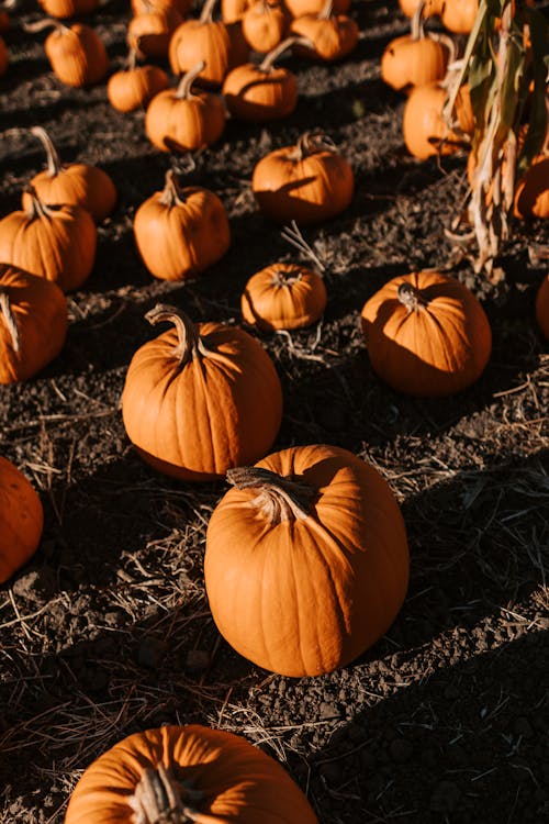 Orange Pumpkins on Black and Gray Grass
