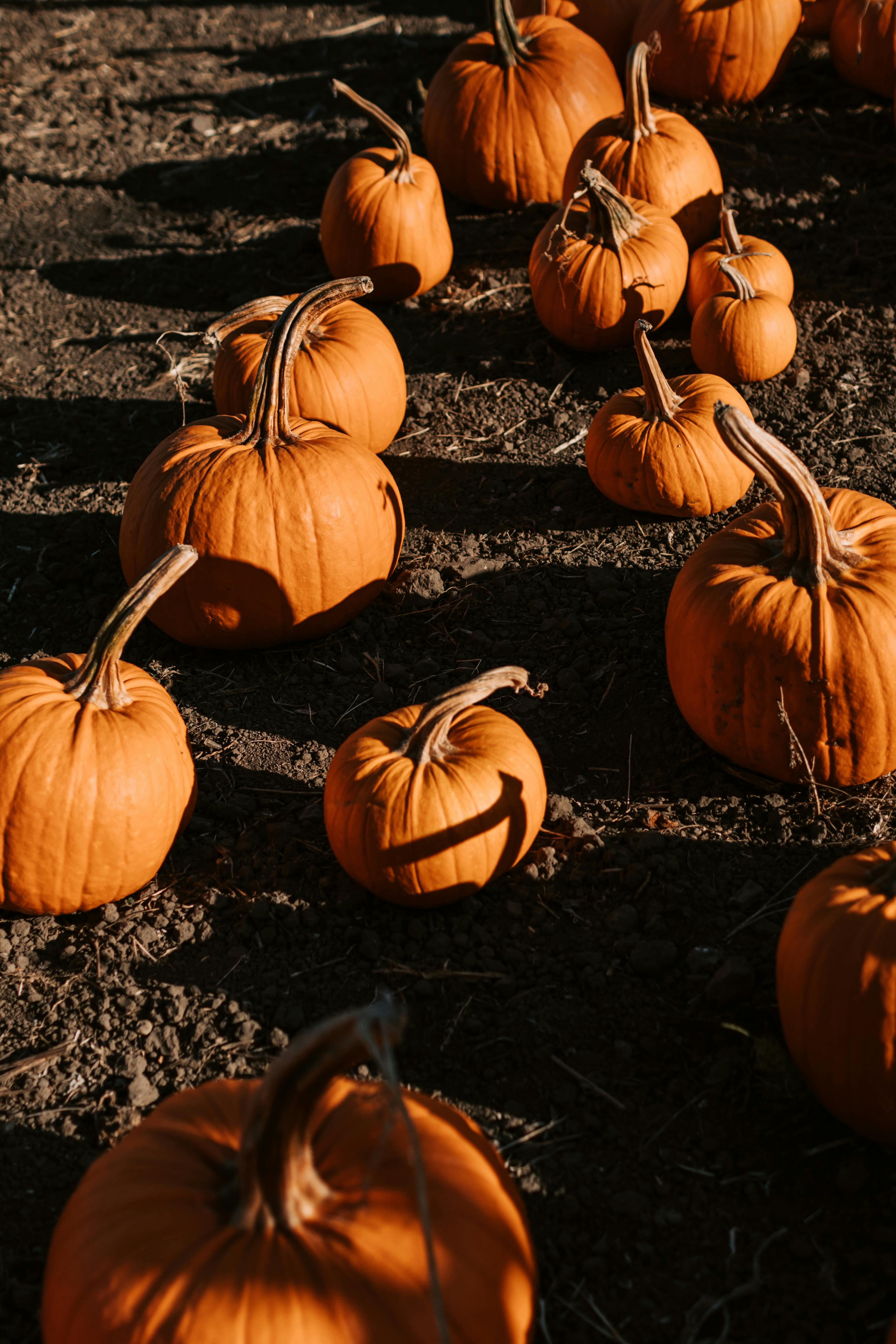 Bing image A most sincere pumpkin patch  Bing Wallpaper Gallery