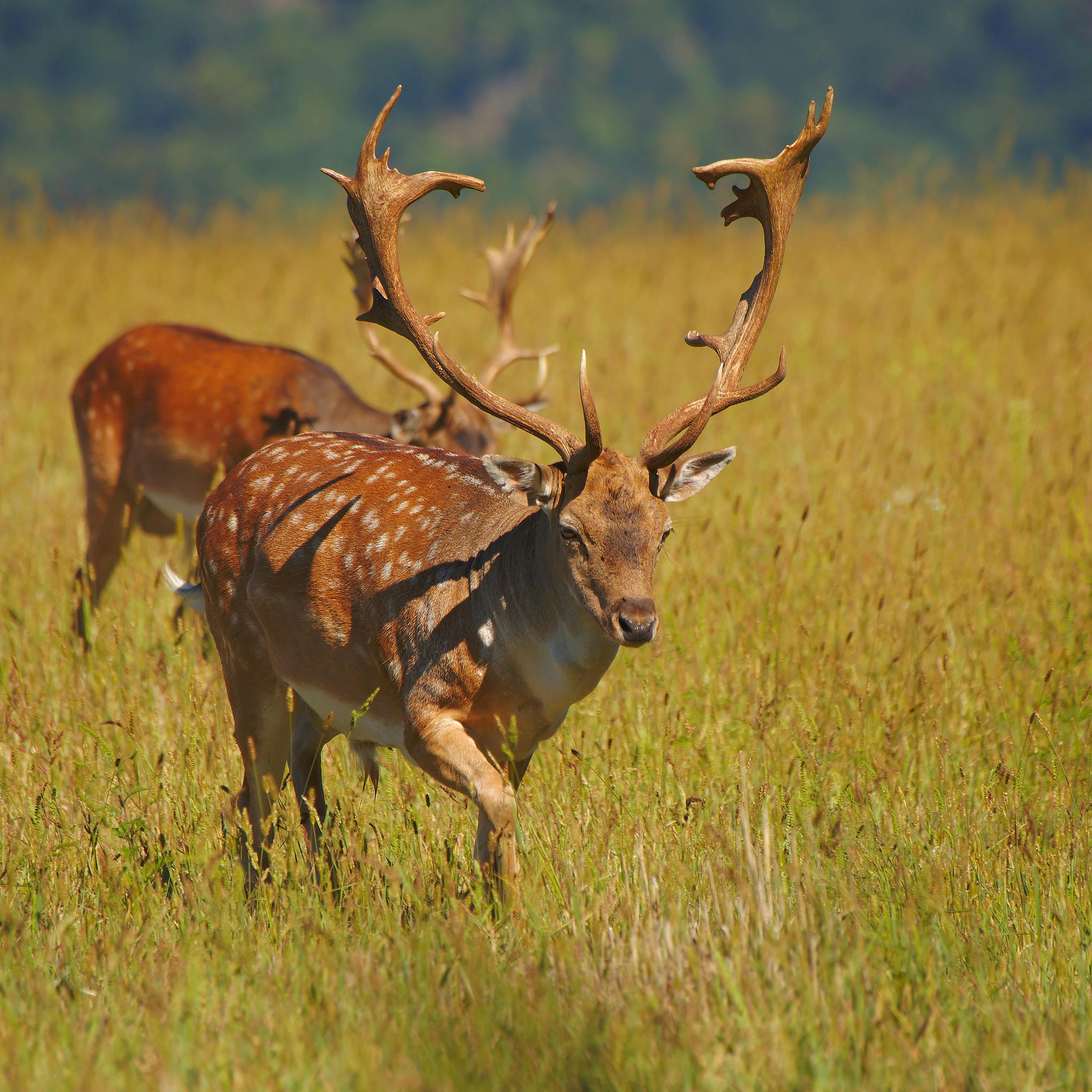 Persian Fallow Deer Map