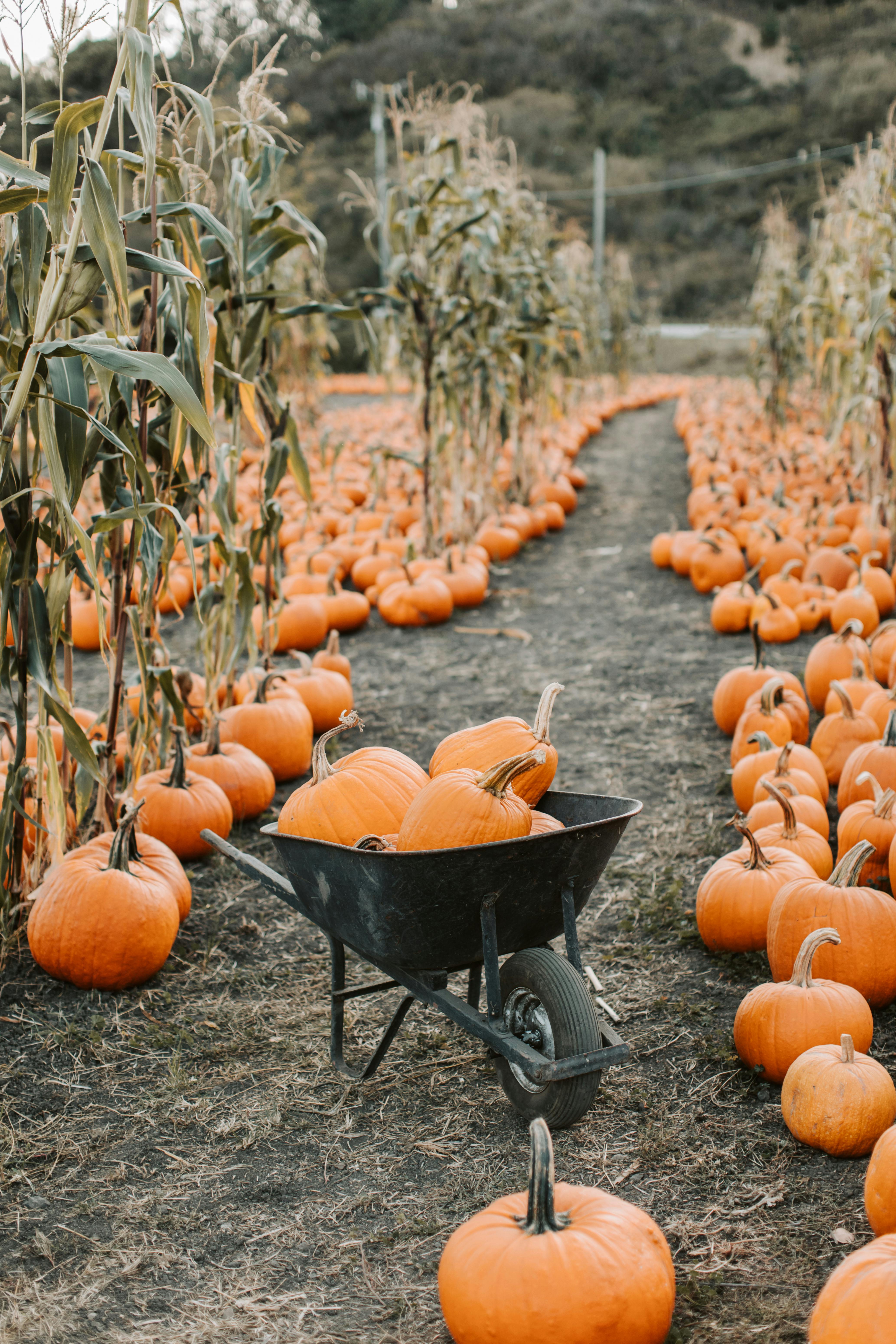 Pumpkin Patch Wallpaper 73451 2000x1333px