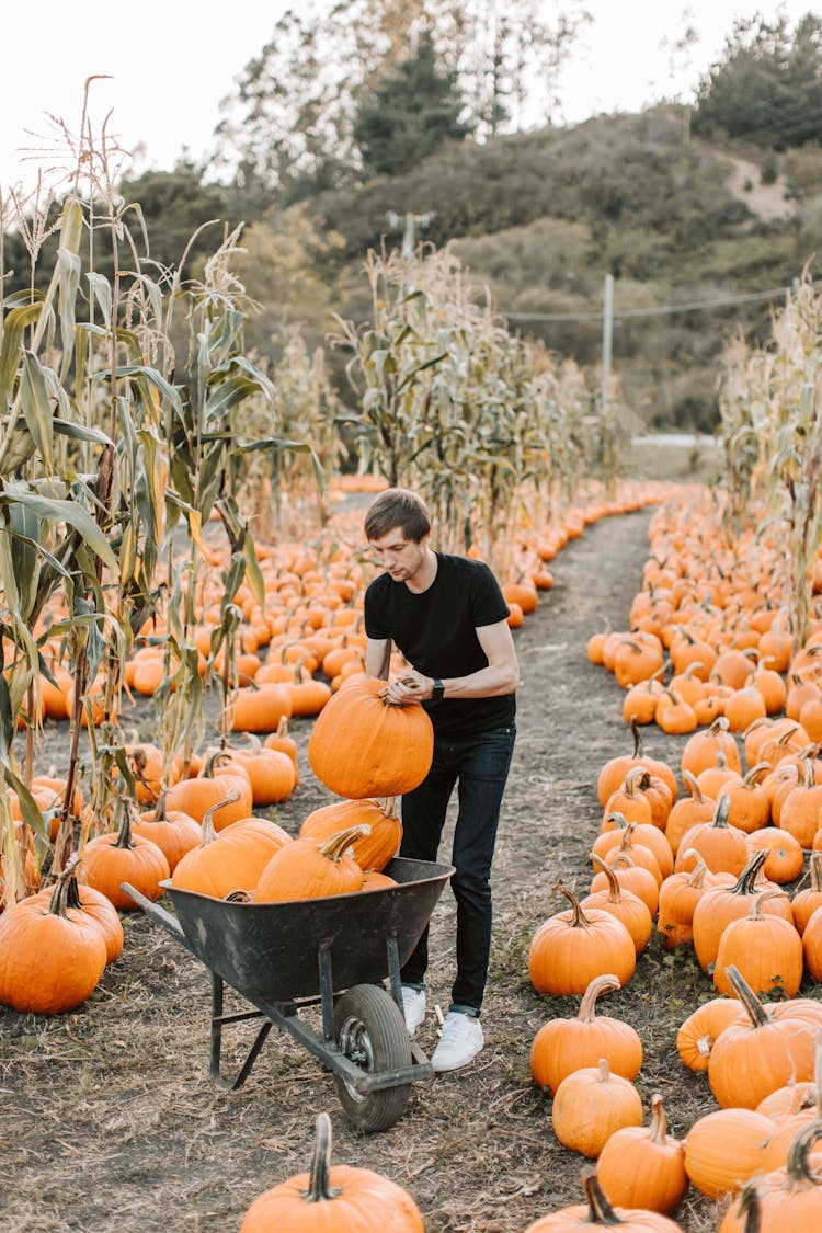 Man Picking Up Pumpkins On A Pumpkin Patch 