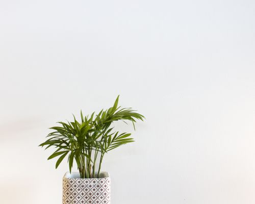 Free Minimalist decor with a potted Areca palm against a white wall, perfect for modern interiors. Stock Photo