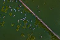Boats on Lake Separated by Wooden Bridge