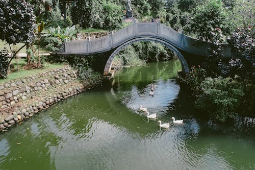 Geese on a River in a Park