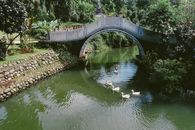 Geese on a River in a Park