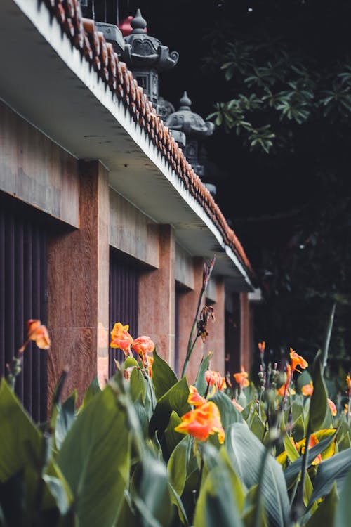 Canna Flowers in Garden 