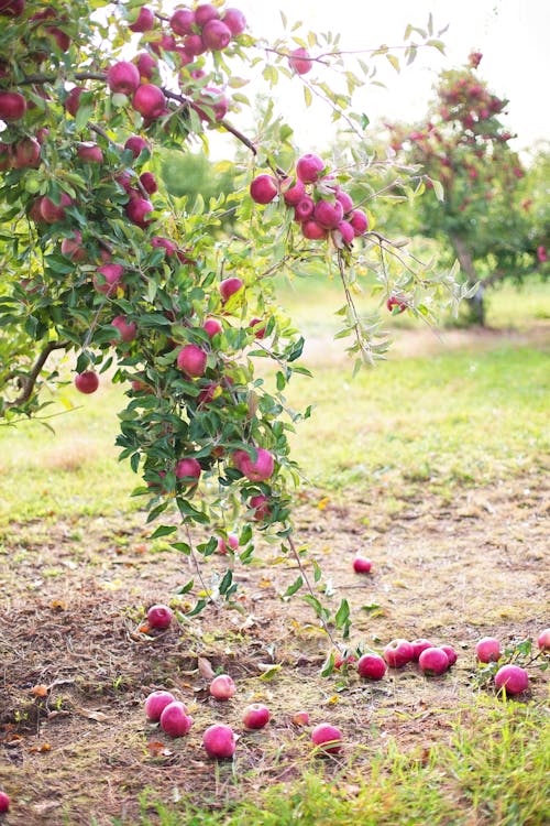 Gratis stockfoto met appelboom, bladeren, boom