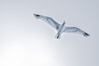 Seagull flying over cloudless sky