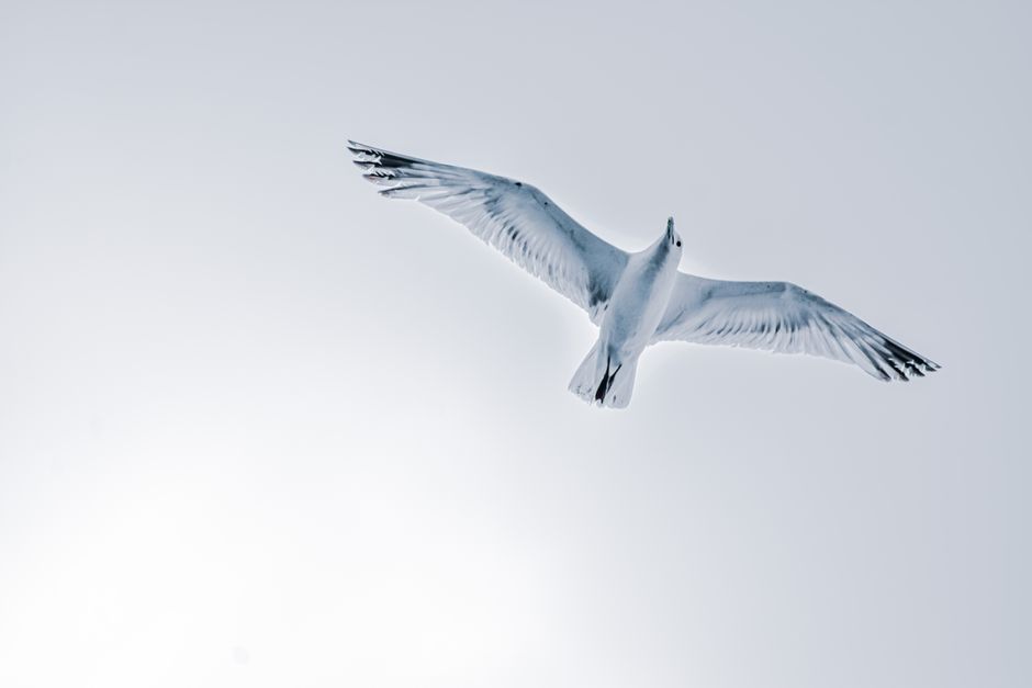 From below of single bird with white plumage and spread wings soaring on clear sky high in air in nature