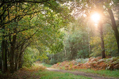 Free stock photo of fern, green trees, sun