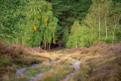 Free stock photo of green trees, heather, nature