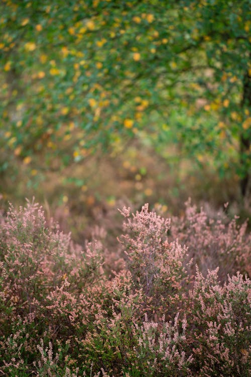 Imagine de stoc gratuită din arbori, bokeh, buruiană