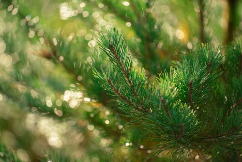 Free stock photo of bokeh, branch, christmas