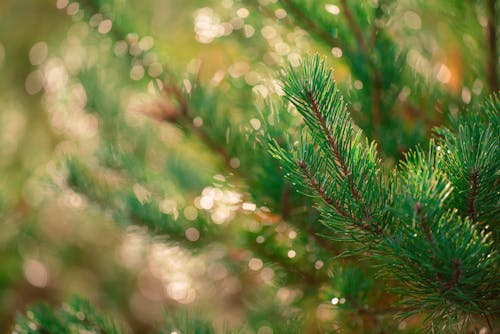 Imagine de stoc gratuită din arbori veșnic verzi, bokeh, fundal de crăciun