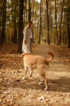 秋日，一名妇女带着她的狗，沿着森林中风景优美的小径散步，四周环绕着生机勃勃的秋叶
