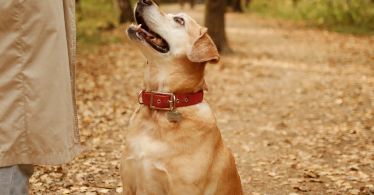 Dog with Collar Sitted