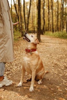 秋天，森林里，一只金毛猎犬正聚精会神地坐着，抬头望着它的主人